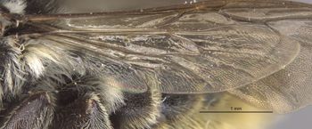 Media type: image;   Entomology 16202 Aspect: Wing hind